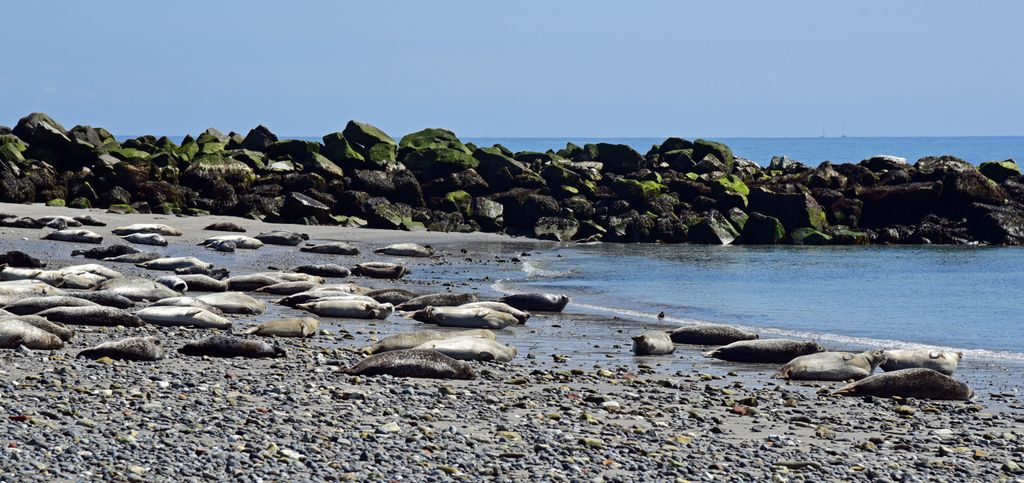 Robben auf der Insel D&uuml;ne auf Helgoland