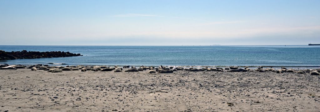 Robben auf der Insel D&uuml;ne auf Helgoland