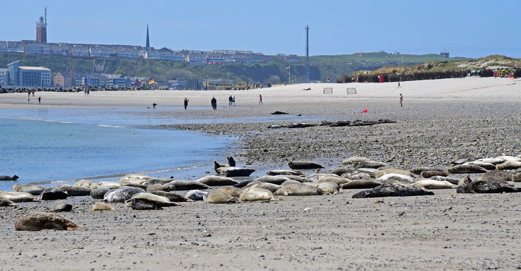 Robben auf der Insel D&uuml;ne auf Helgoland