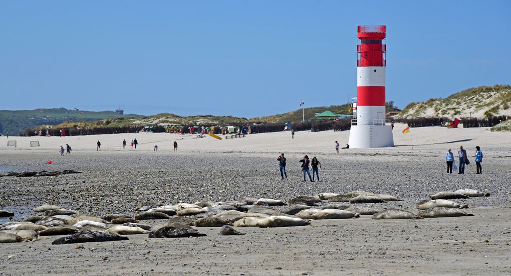 Robben auf der Insel D&uuml;ne auf Helgoland