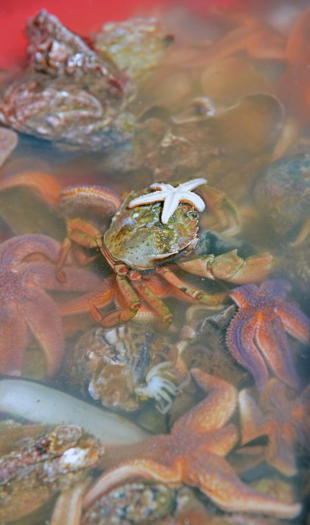 Seetierfang vor den K&uuml;sten von Sylt