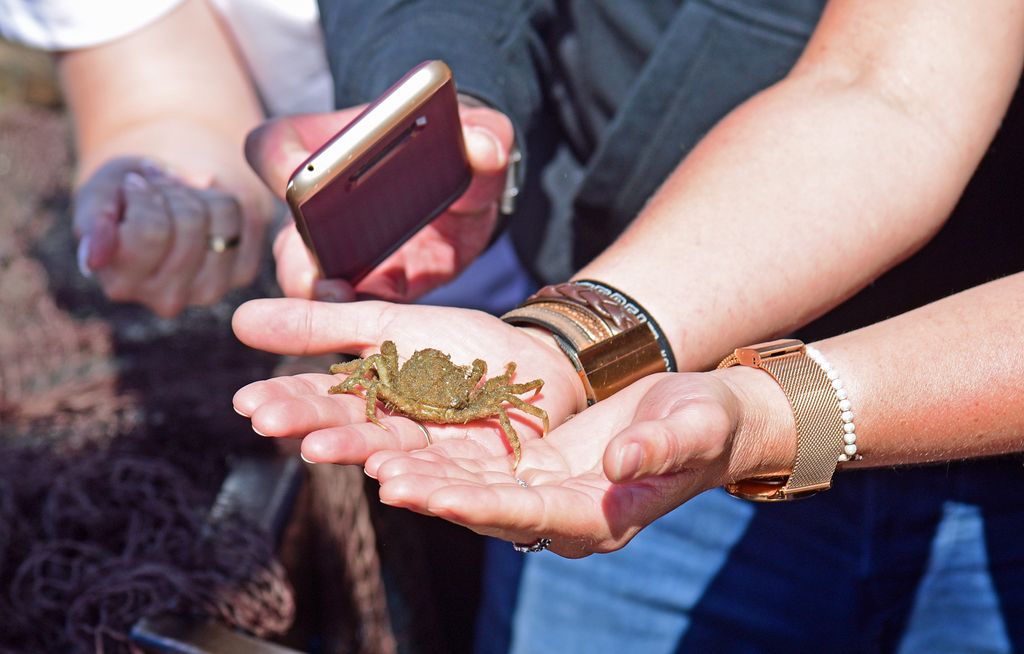 Seetierfang vor den K&uuml;sten von Sylt