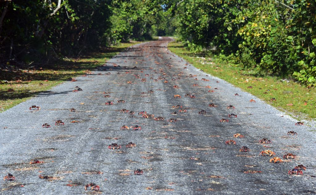 Rote Krabben-Invasion auf der Halbinsel Guanahacabibes