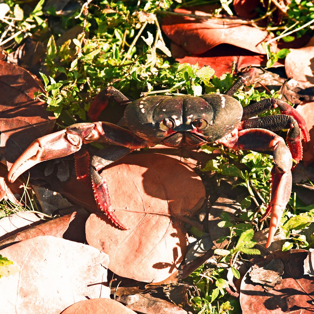 Rote Krabben-Invasion auf der Halbinsel Guanahacabibes