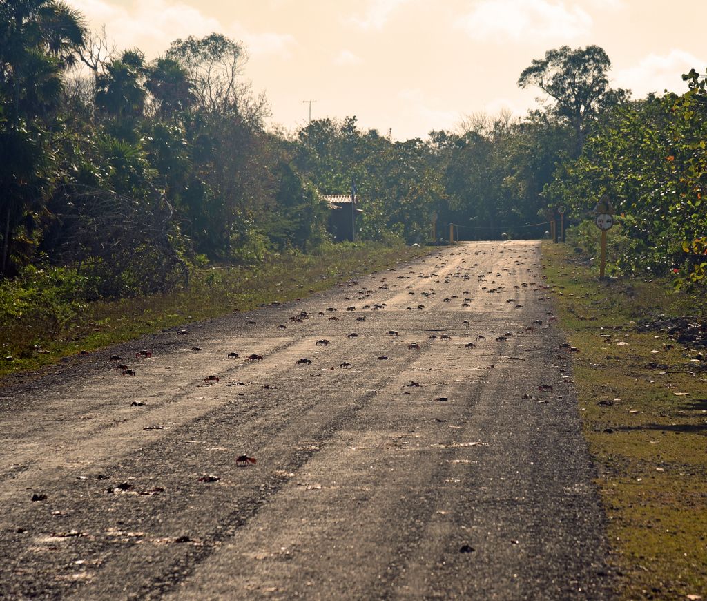Rote Krabben-Invasion auf der Halbinsel Guanahacabibes